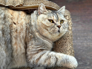 Tabby cat chilling on pet bed. © OLENA LIALINA