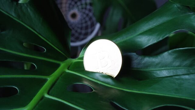 Bitcoin gold coin, on a green background flower leaf close-up. Crypto-money on the background of bitcoin. A crypto hacker owns a BTC gold coin. Digital money, the concept of the stock market.