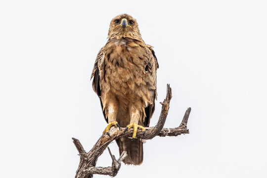 Tawny Eagle Portait