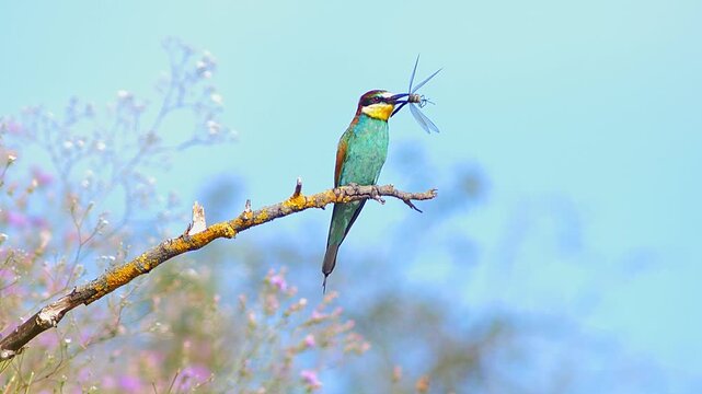 European Bee-eater Holding Insect on Tree Branch, Colorful Bird Preparing Food for Mate or Chicks Near Nest Colony, 4K
