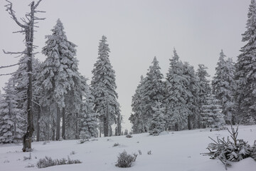 Obraz premium Panoramic snow-covered spruce forest in the mountains with light fog — magical winter atmosphere