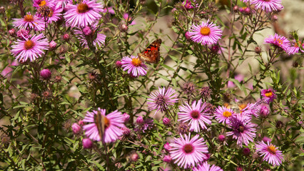 A warm autumn day. Aglais urticae butterflies on a bush with pink flowers. © ROMAN DZIUBALO