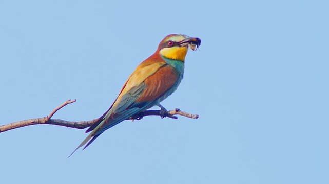 European Bee-eater Holding Insect on Tree Branch, Colorful Bird Preparing Food for Mate or Chicks Near Nest Colony, 4K