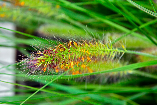 pylniki kwiatostanu rozplenicy, kwiat rozplenicy, kwitnąca rozplenica japońska, kłos kwiatowy rozplenicy, Pennisetum alopecuroides, Pennisetum grass, fountain grass