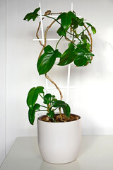 Przejdź do strony  12345...12Dalej filodendron, zielone pnącze w doniczce na drabince, Philodendron Florida is hybrid Philodendron squamiferum or Philodendron pedatum. © kateej