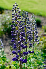 kwiaty ostróżki w pąkach, Violet flower of Delphinium variety Dark Blue White Bee, delphinium blue white, Ostróżka Wyniosła odmiana Dark Blue White Bee, (Delphinium elatum), © kateej