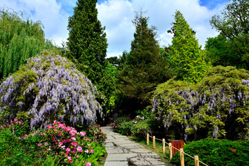Wisteria floribunda, kwitnąca wisteria, glicynia w ogrodzie, ogród japoński, japanese garden © kateej