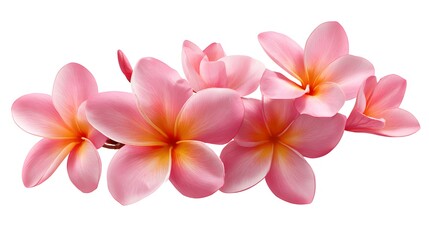 Obraz premium Beautiful Pink Plumeria Flowers Isolated on White Background.