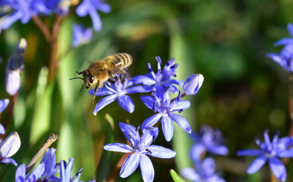 Biene auf bl&uuml;hendem Blaustern