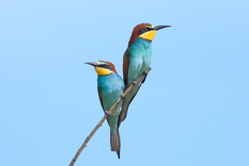 Obraz premium European bee eater, Merops apiaster, Czech Republic
