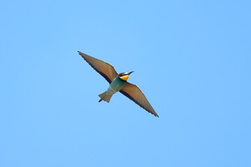 European bee eater, Merops apiaster, Czech Republic