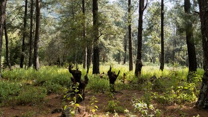 Pine forest ecosystem and tree stumps © Yovani