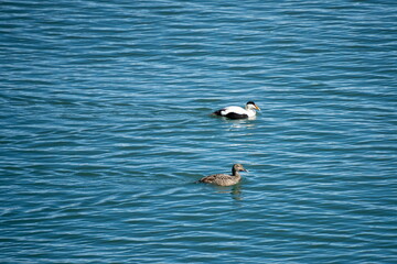 Pair of long-tailed ducks (Clangula hyemalis) swimming in a pond at a research station at Ny Alesund, Svalbard, Norway