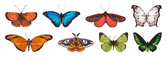PNG Colorful butterflies collection illustration on transparent background © Rawpixel.com