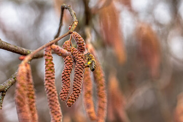 Bee collects pollen from catkins in spring season near a tree in a natural setting