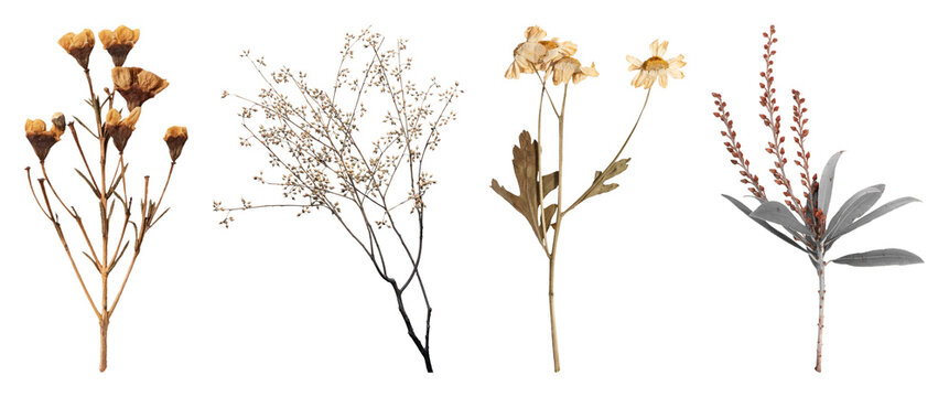 PNG Dried floral arrangement elegance on transparent background