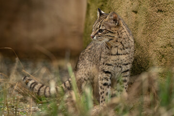 Ocelot kitten outdoors in an enclosure. © lapis2380