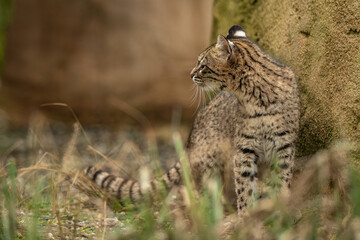 Ocelot kitten outdoors in an enclosure. © lapis2380