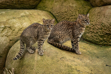 Two ocelot kittens side by side on a rock. © lapis2380