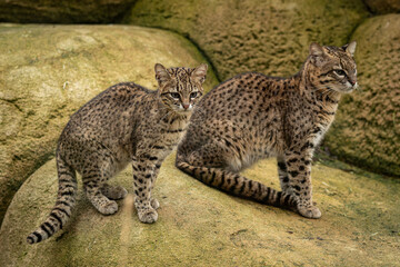 Two ocelot kittens side by side on a rock. © lapis2380