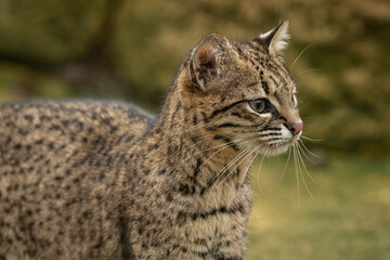 Detail of the head of a young ocelot outdoors. © lapis2380