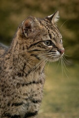 Detail of the head of a young ocelot outdoors.