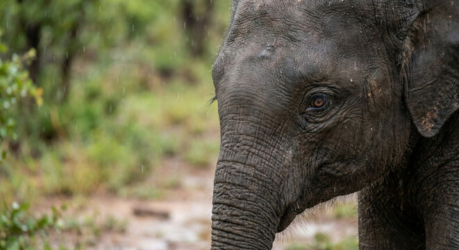 olhar de um elefante filhote na chuva