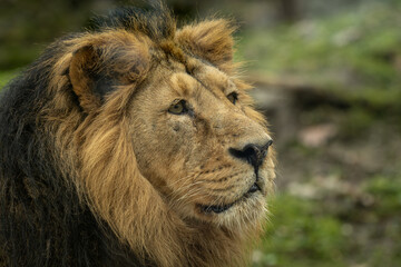 Resting Indian lion portrait outdoors.