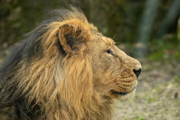 Resting Indian lion portrait outdoors. © lapis2380