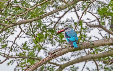Fototapeta premium The woodland kingfisher (Halcyon senegalensis) is a tree kingfisher that is widely distributed in Africa south of the Sahara. kwazulu natal, zululand, south africa, african birdss, african wildlife, g