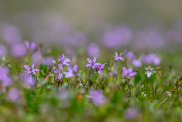 Obraz premium Erodium cicutarium, also known as common stork's beak, red-stemmed filaree, or pinweed, grows naturally in the wild in spring.