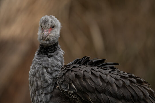A chick of the Southern screamer in close‑up.