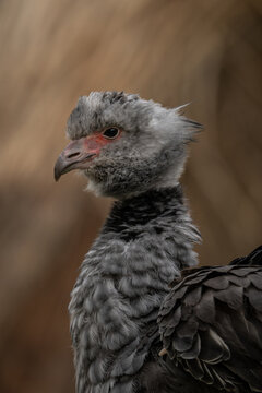 A chick of the Southern screamer in close‑up.