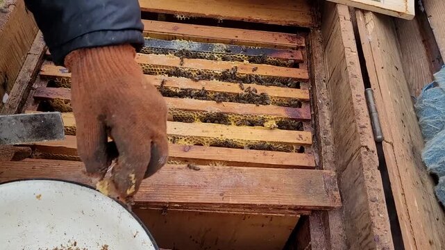 A beekeeper in protective gloves meticulously examines a beehive, diligently cleaning frames and assessing the well-being of the bee colony during regular hive maintenance in the apiary on a cloudy