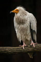 Obraz premium An Egyptian vulture on a branch with a black background.
