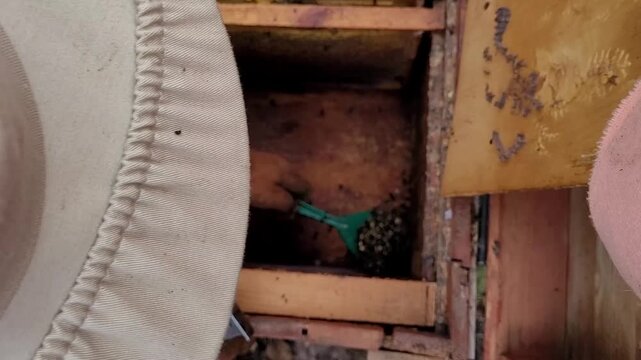 Bee Masterfully Cleaning Dead Bees from Hive During Winter, Maintaining Hive Health and Preparing for Spring, Skillfully Demonstrating Bee Management Practices for a Flourishing Colony
