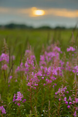 Wildflower Stems Bathed In Golden Light, Macro View Of Pink Blossoms In Summer Meadow With Soft Bokeh And Shallow Depth, Warm Evening Atmosphere Evoking Calm And Mindfulness, Botanical Study