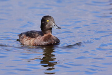Fototapeta premium Tufted duck, Aythya fuligula,, Czech Republic