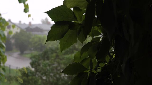 Raindrops softly blur a peaceful town street, viewed from a balcony. Lush green leaves of a climbing Virginia creeper plant gracefully frame the scene on a gloomy, atmospheric rainy day. 