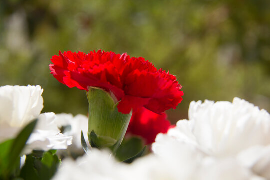 clavel de color rojo en primer plano.