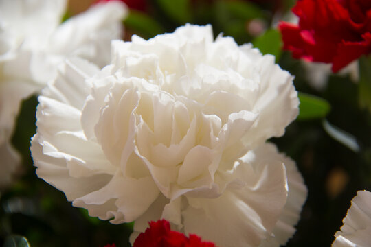 Clavel de color blanco.