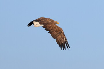 Fototapeta premium White tailed eagle, Haliaeetus albicilla, Czech Republic