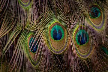 Naklejka premium A close‑up of peacock eyespots on the feathers.