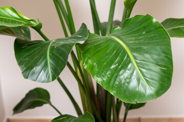 Lush green leaves of a tropical indoor plant, likely Strelitzia nicolai or Philodendron.  © Anna Kondratiuk