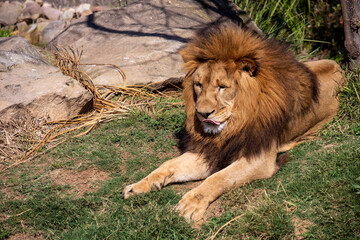 Naklejka premium African Lion (Panthera Leo)