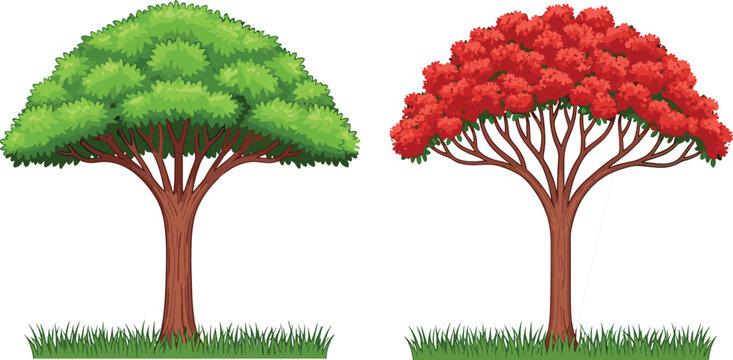 Vector illustration of two tropical flamboyant trees with green leaves and red flowers on green grass isolated on white background