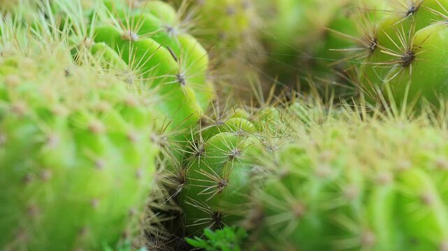 Close-Up Green Cactus Cluster With Sharp Spines.