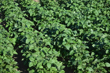 Obraz premium ダイズ畑 山形県庄内