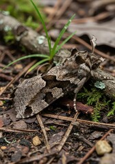 Naklejka premium Cryptic nocturnal insect rests camouflaged upon woodland floor debris