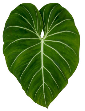 One heart shaped leaf of a Philodendron Gloriosum plant on white background.
